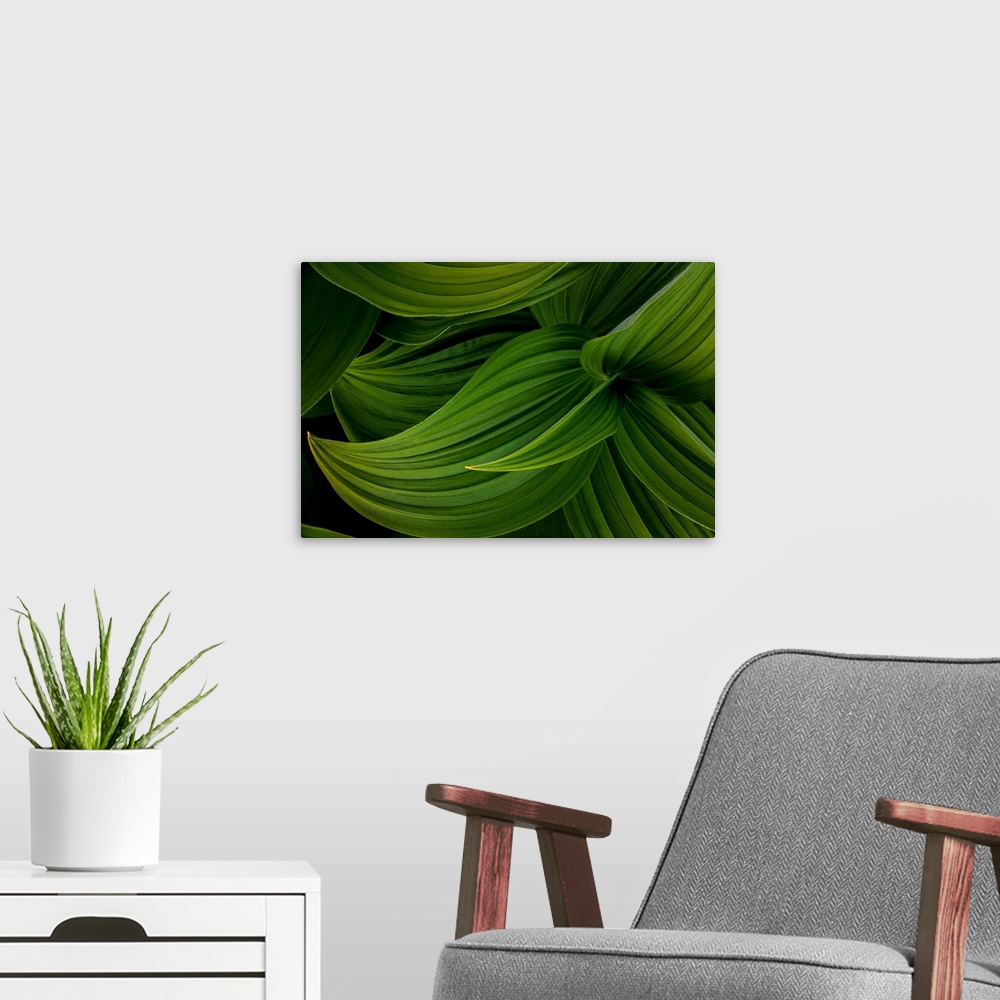 A modern room featuring False Hellebore leaves - Canada, British Columbia, Selkirk Mountains.