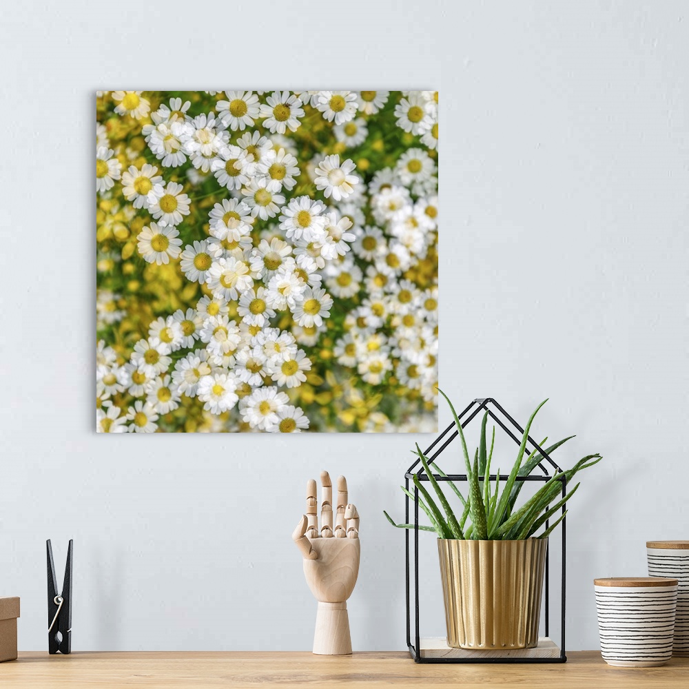 A bohemian room featuring Fanciful Feverfew - A multiple exposure image.