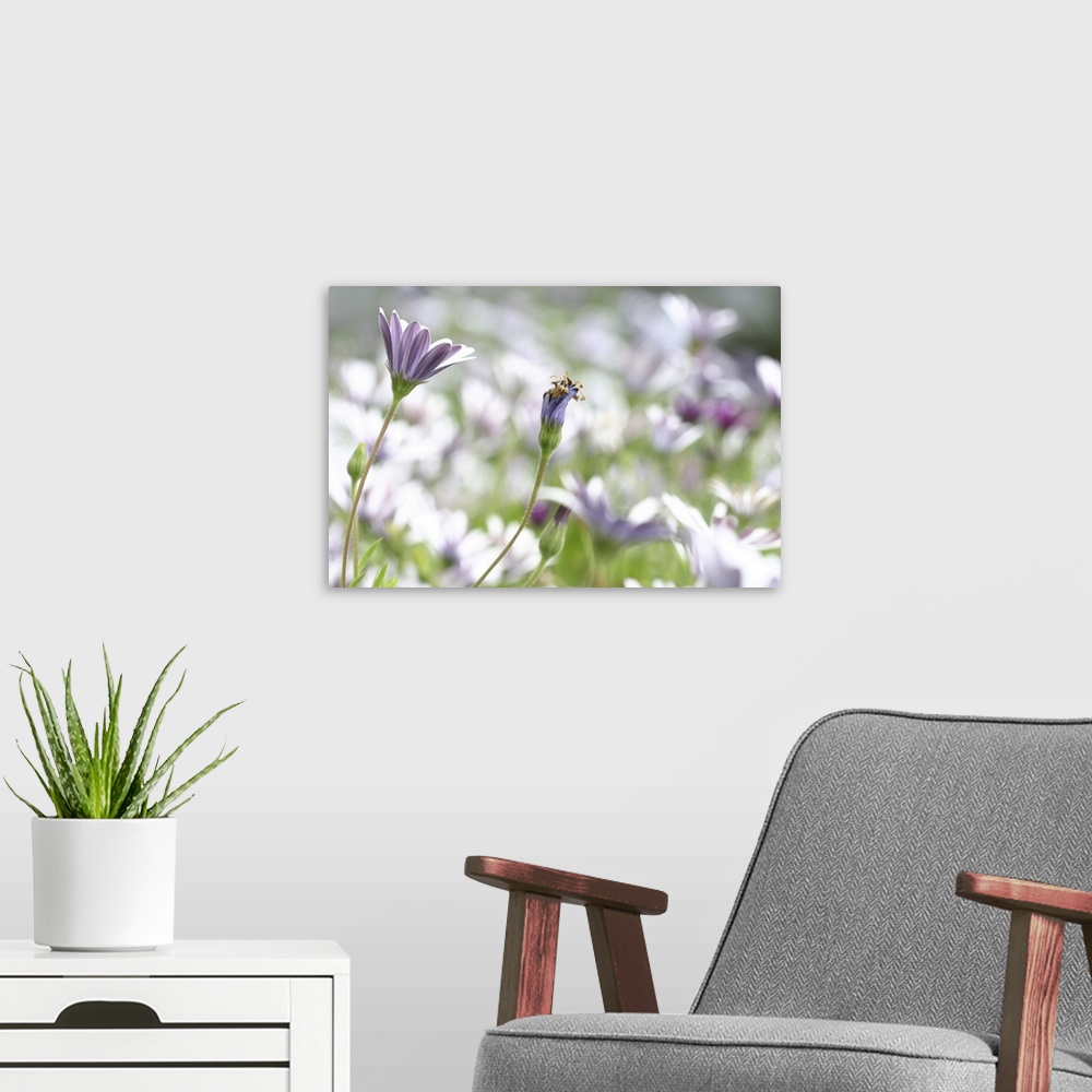 A modern room featuring Field of Daisies I