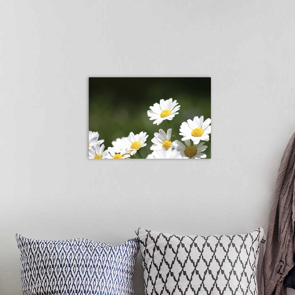 A bohemian room featuring Field of Daisies II