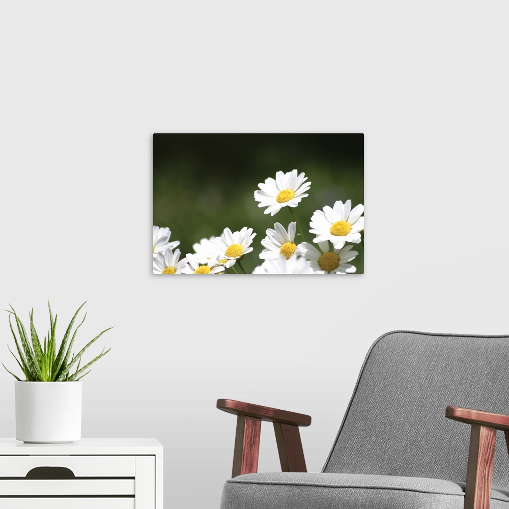 A modern room featuring Field of Daisies II