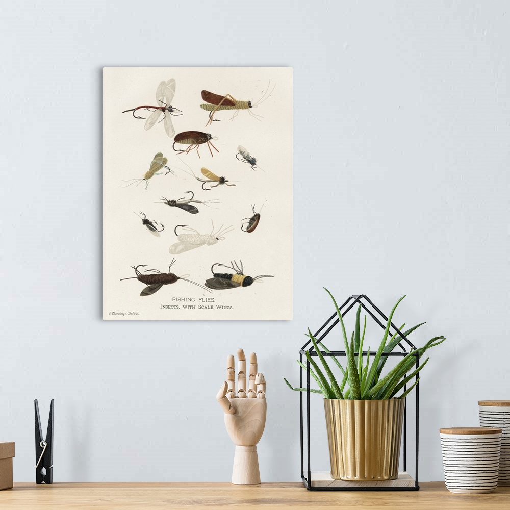A bohemian room featuring Vintage illustration of fly fishing flies on an off-white background with "Fishing Flies. Insects...