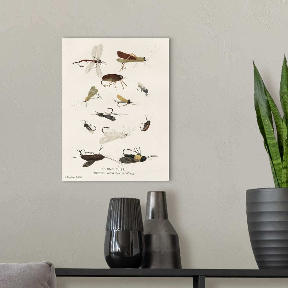 A modern room featuring Vintage illustration of fly fishing flies on an off-white background with "Fishing Flies. Insects...