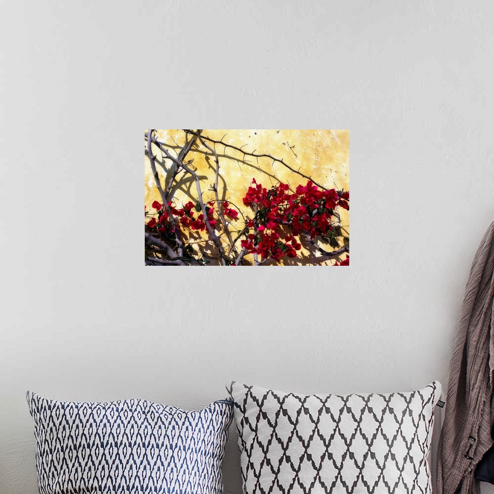 A bohemian room featuring Photograph of a tree with flowers dotting its branches against a bright wall. Shadows of tree bra...