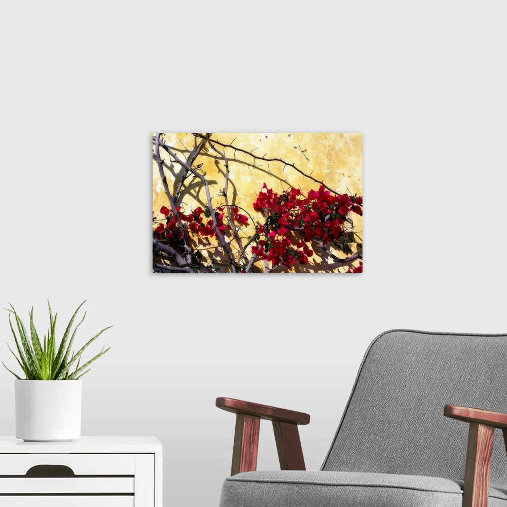 A modern room featuring Photograph of a tree with flowers dotting its branches against a bright wall. Shadows of tree bra...