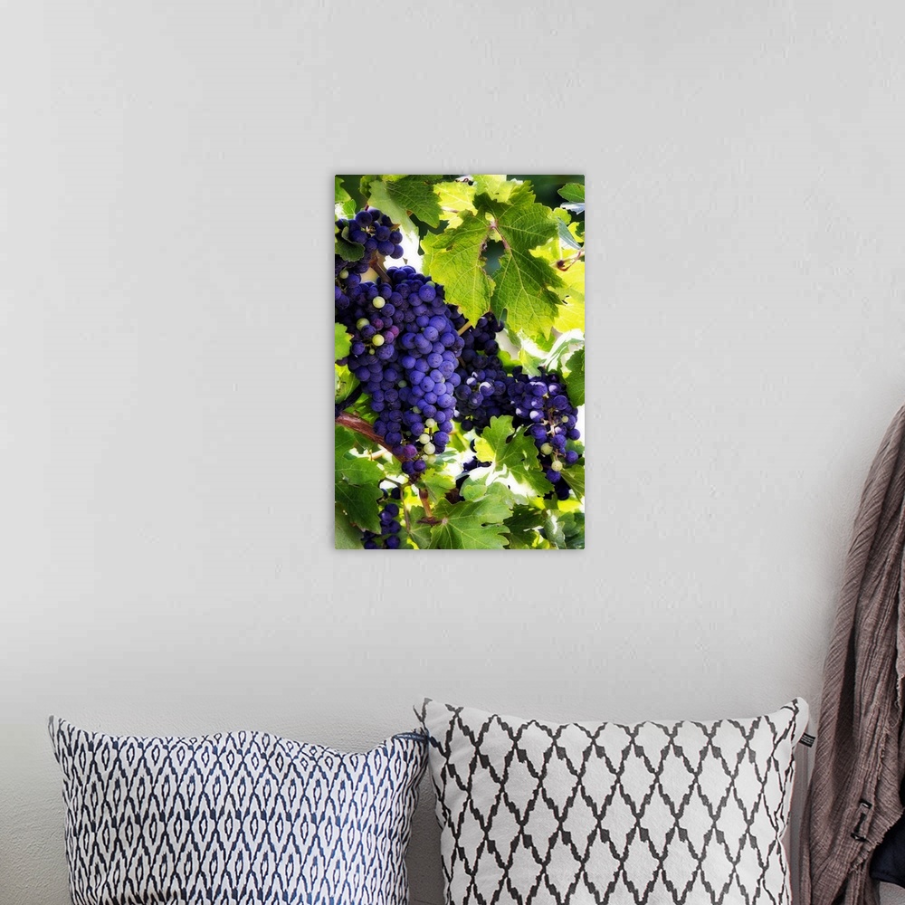 A bohemian room featuring Portrait photograph on a big canvas of bunches of vibrant purple grapes, hanging from the vine an...