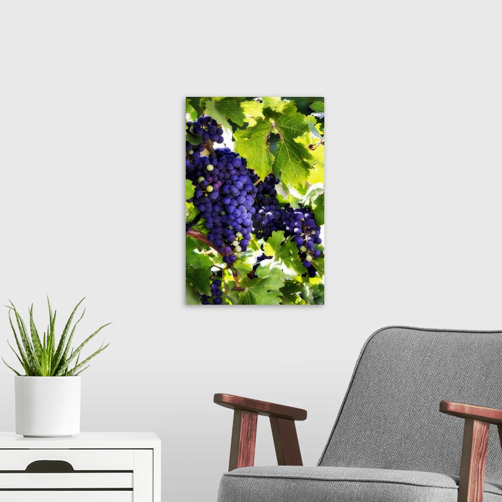 A modern room featuring Portrait photograph on a big canvas of bunches of vibrant purple grapes, hanging from the vine an...