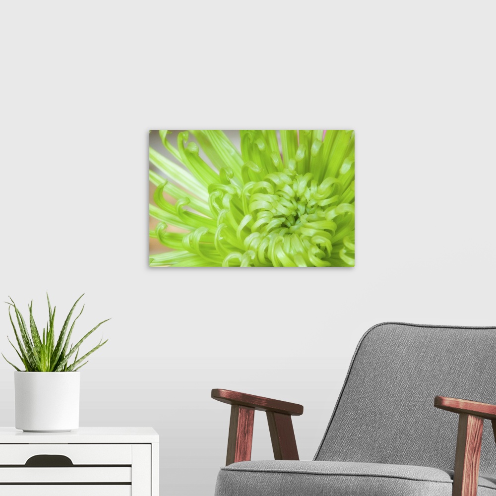 A modern room featuring Spider Chrysanthemum