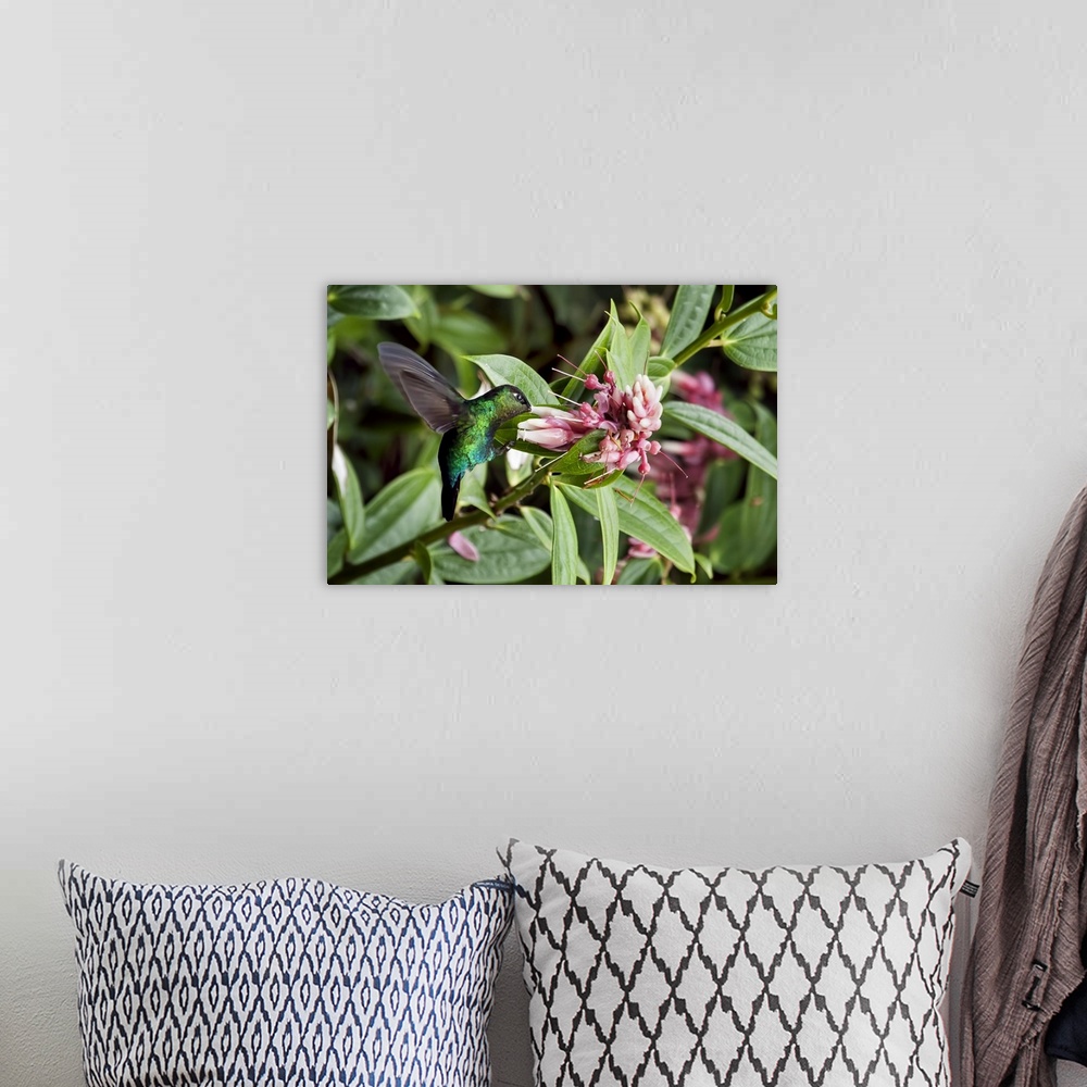 A bohemian room featuring Green-Crowned Brilliant Hummingbird with Beak in Flower