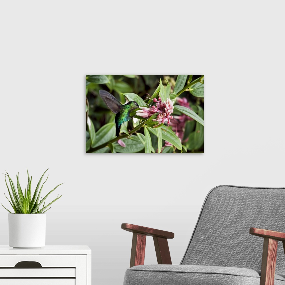 A modern room featuring Green-Crowned Brilliant Hummingbird with Beak in Flower