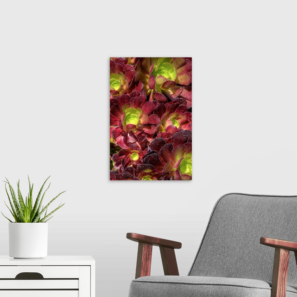 A modern room featuring A large group of red succulents with green centers.