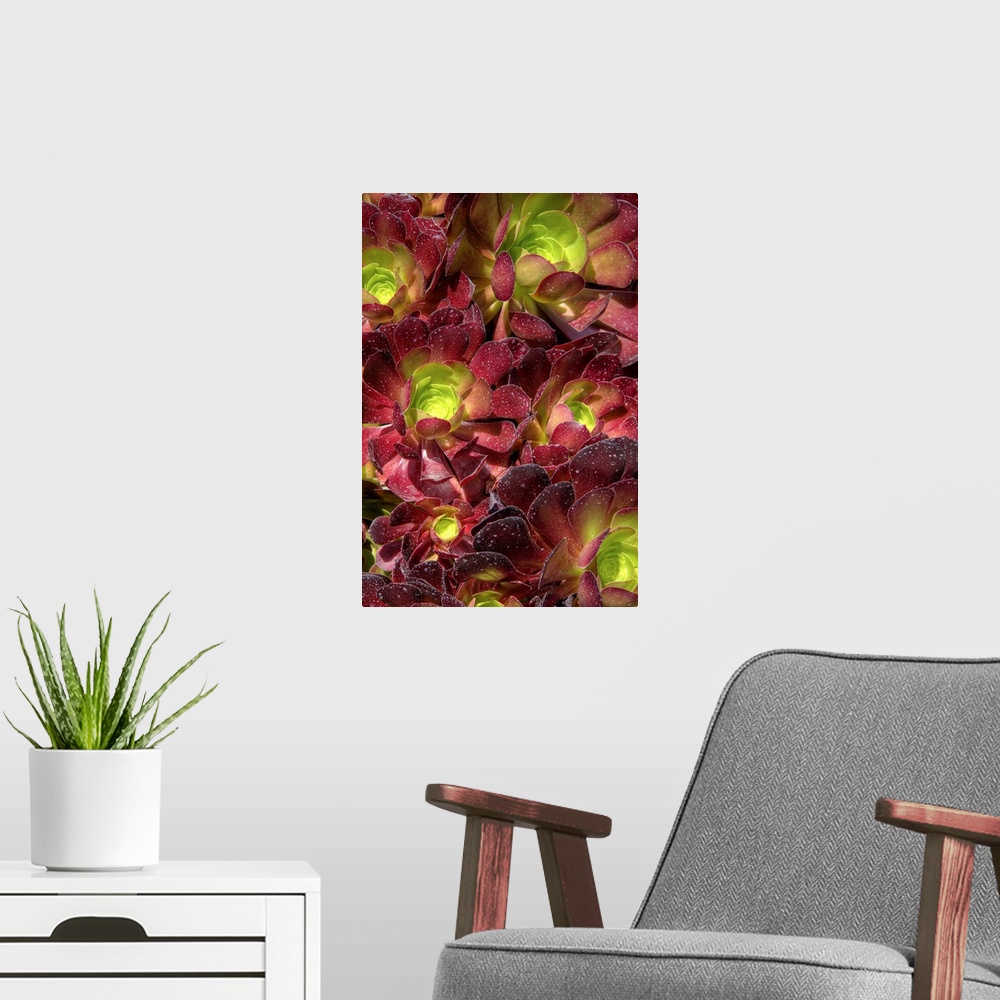 A modern room featuring A large group of red succulents with green centers.