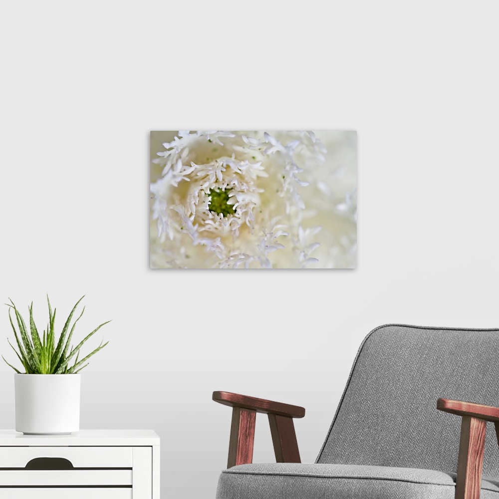 A modern room featuring White Ornamental Snowflake Cabbage with Green Center