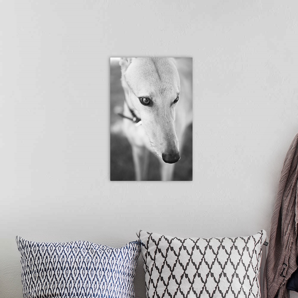 A bohemian room featuring Greyhound, Black and White