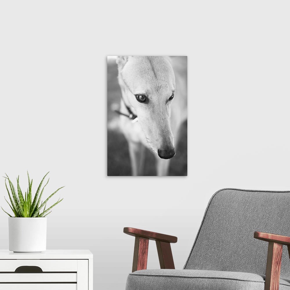 A modern room featuring Greyhound, Black and White