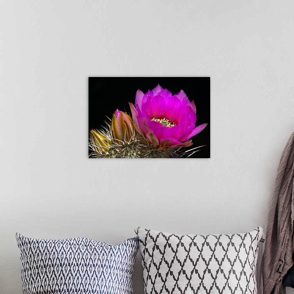 A bohemian room featuring Hedgehog Flowers I