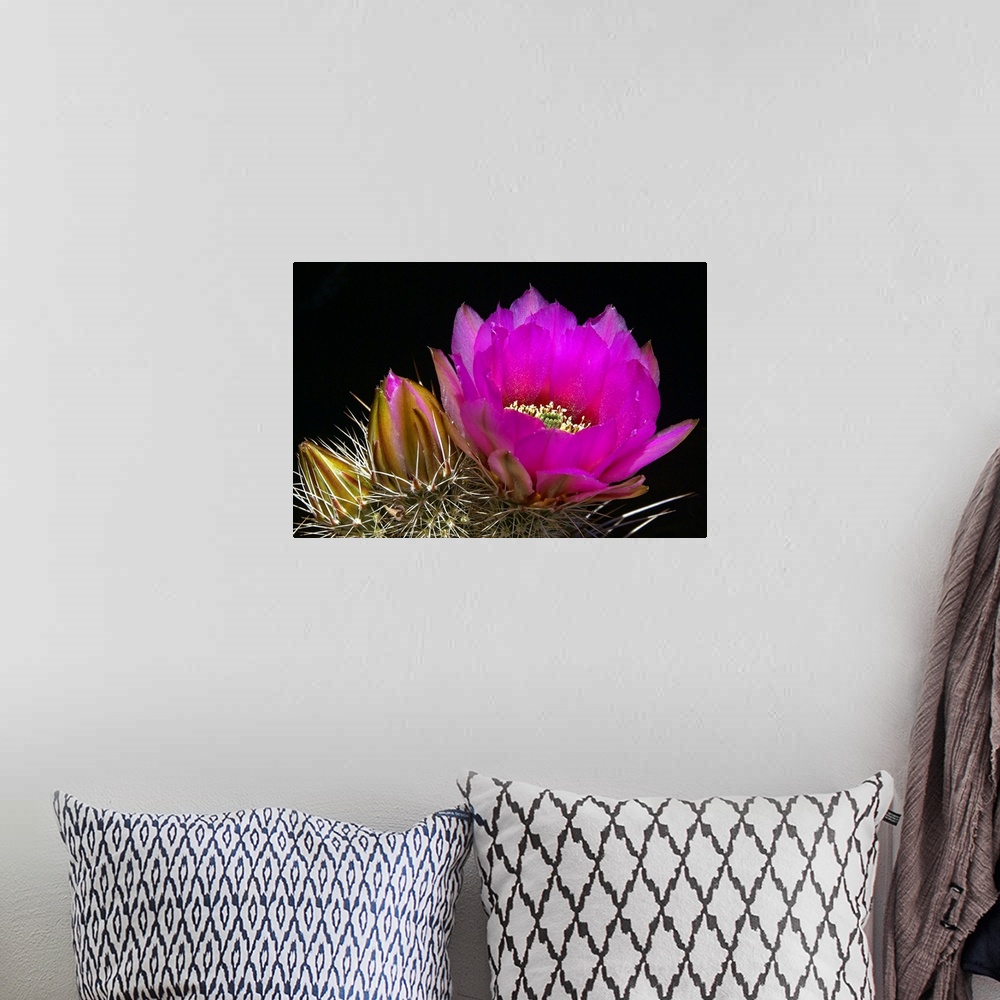 A bohemian room featuring Hedgehog Flowers I