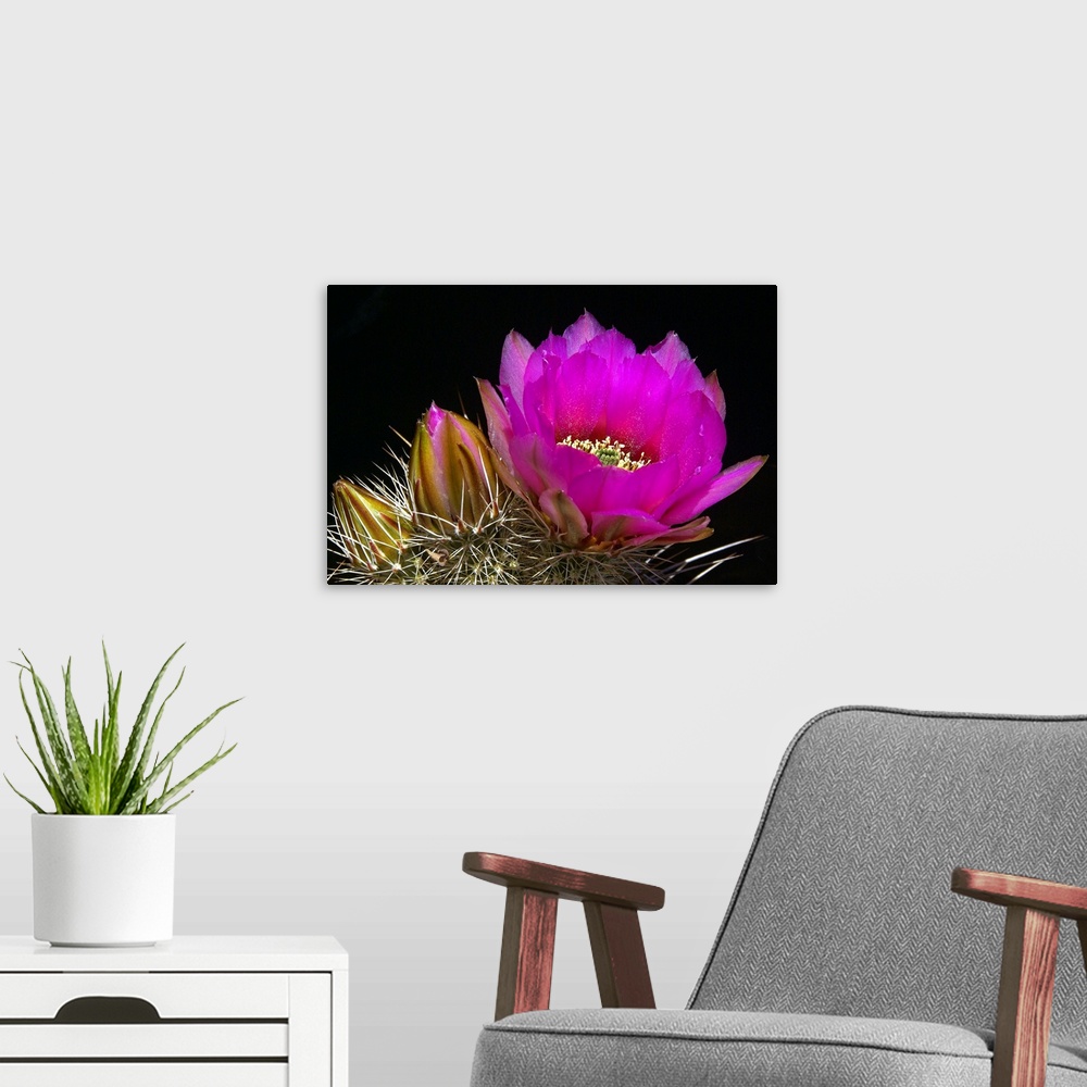 A modern room featuring Hedgehog Flowers I