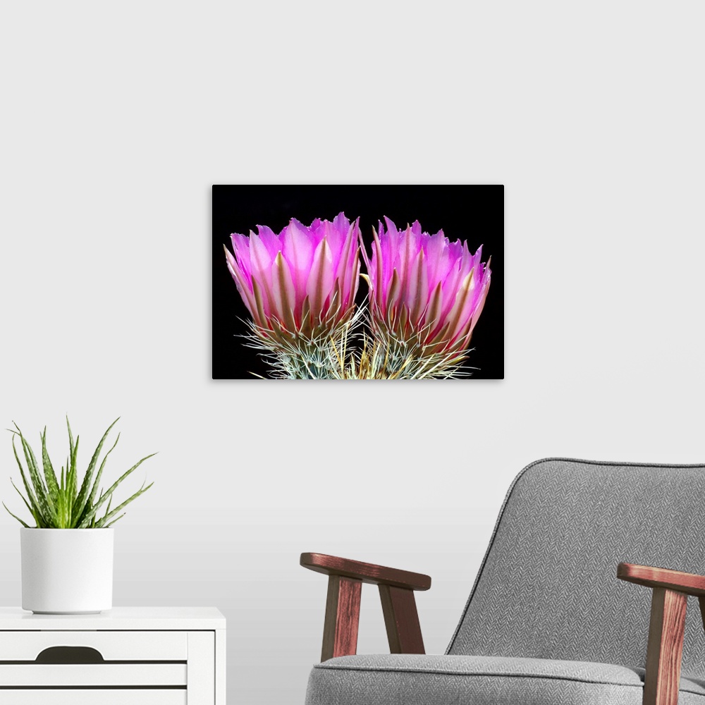 A modern room featuring Hedgehog Flowers II
