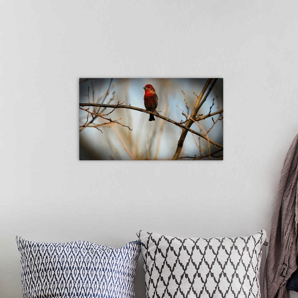 A bohemian room featuring House Finch