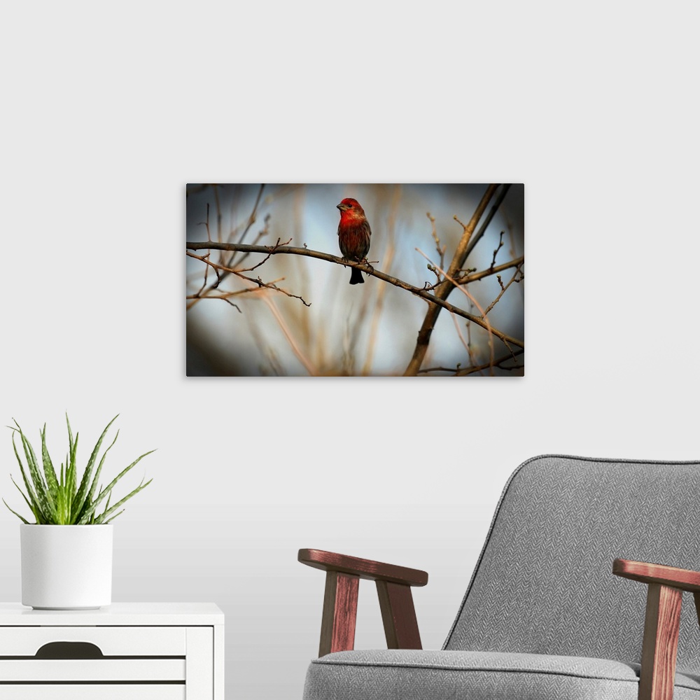 A modern room featuring House Finch