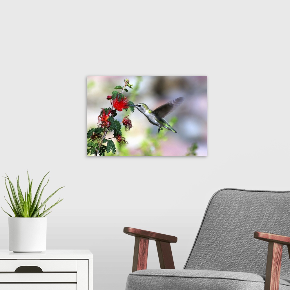 A modern room featuring Hummingbird