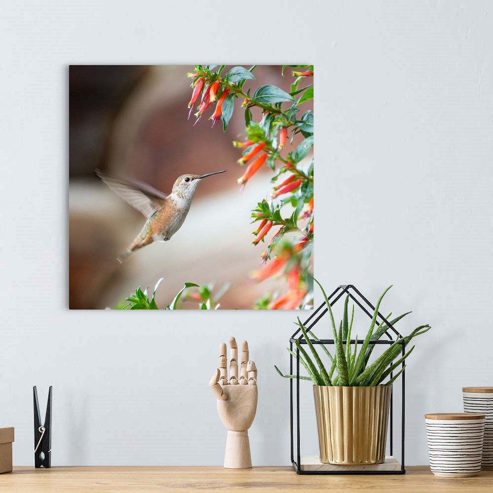 A bohemian room featuring Square photograph of a hummingbird in flight by a bush with flowers.