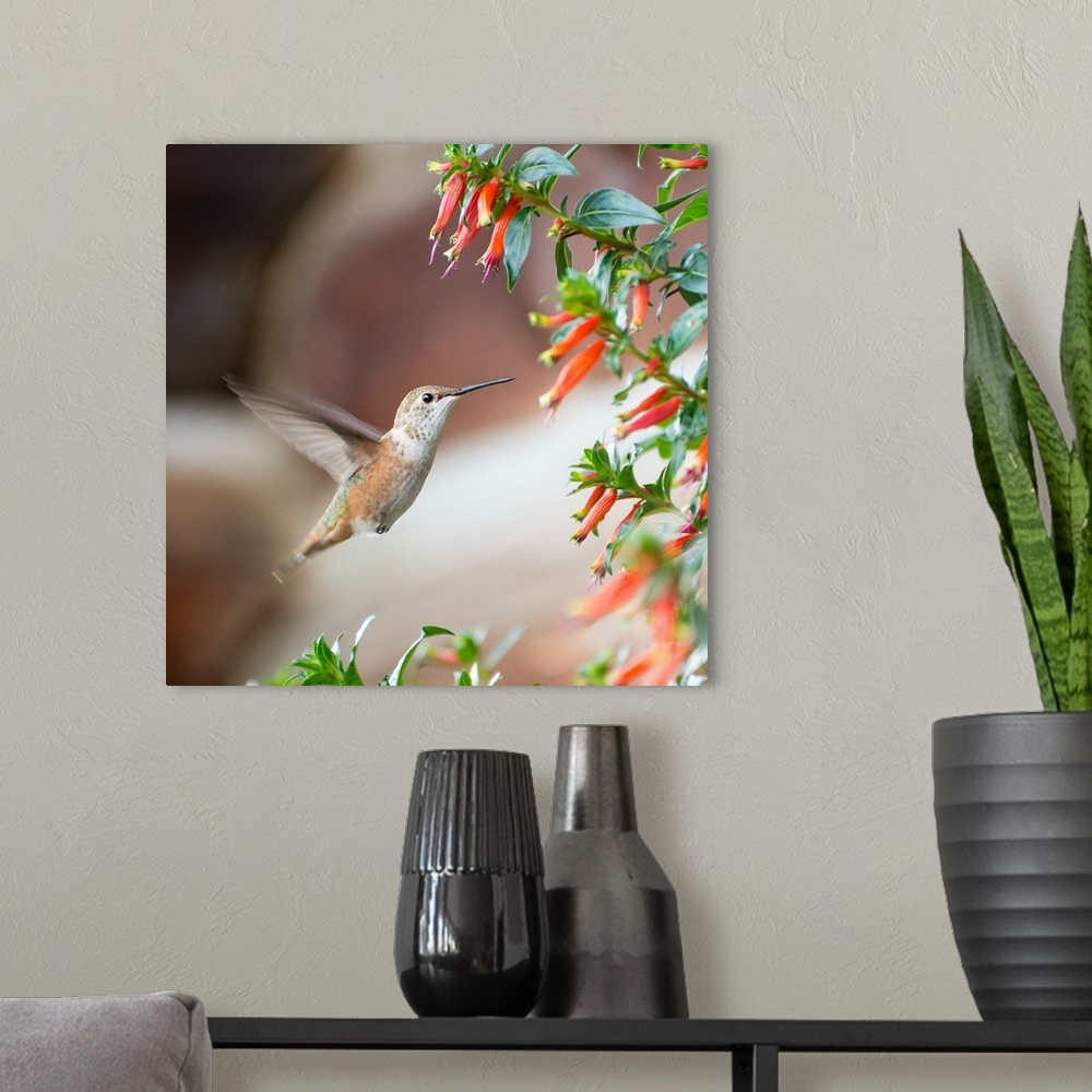 A modern room featuring Square photograph of a hummingbird in flight by a bush with flowers.