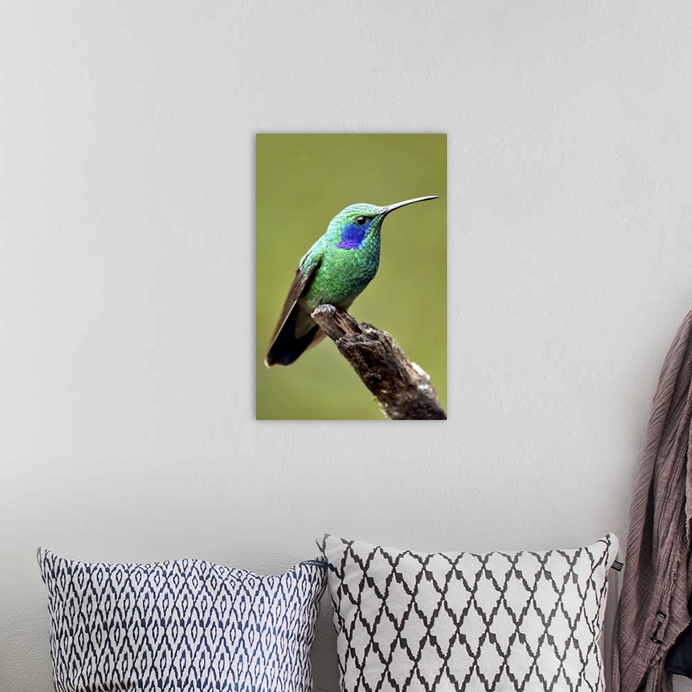 A bohemian room featuring Hummingbird V
