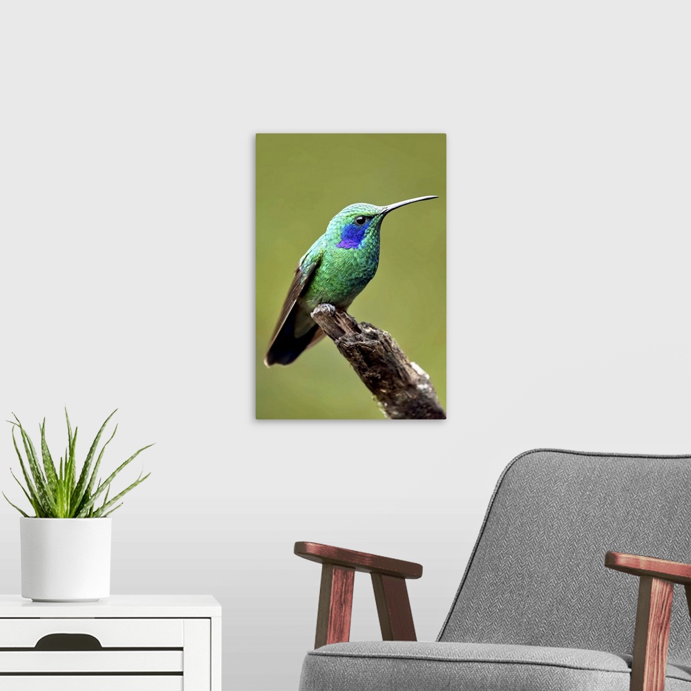 A modern room featuring Hummingbird V