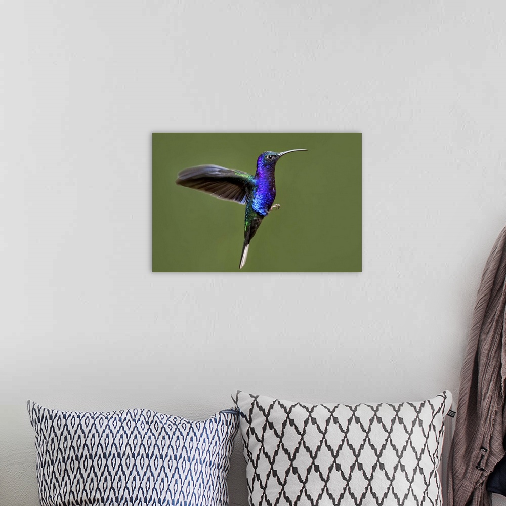 A bohemian room featuring Hummingbird VII