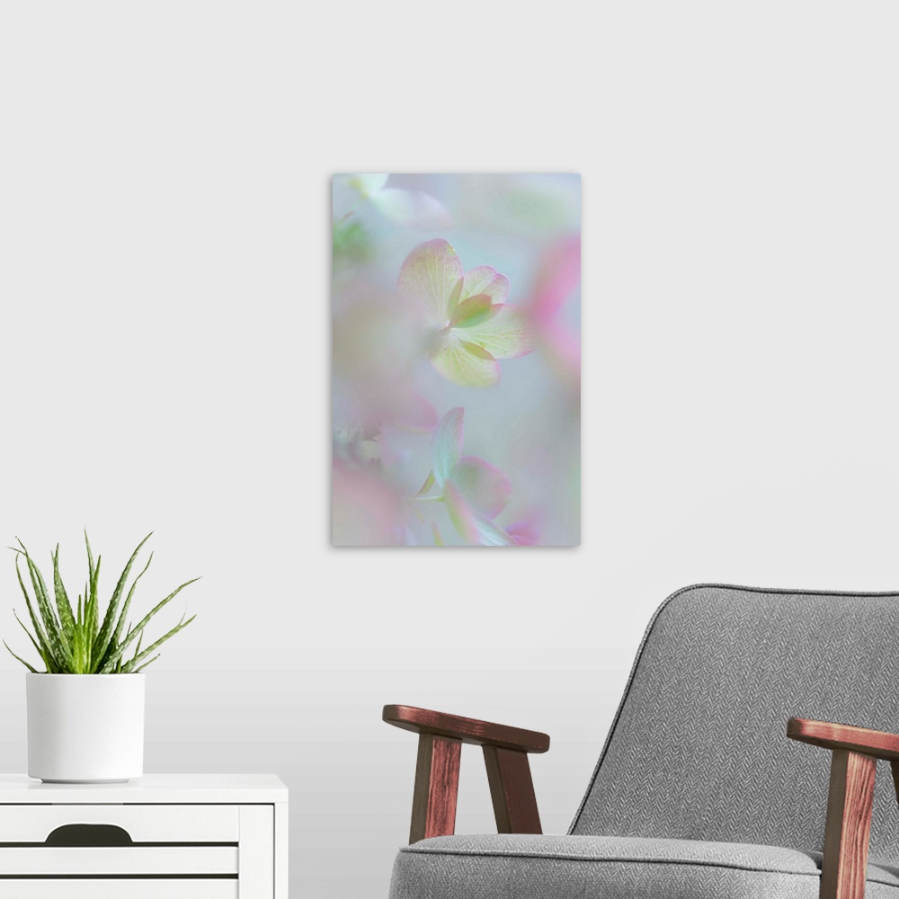 A modern room featuring Close up of a pale pink hydrangea blossom with round petals.