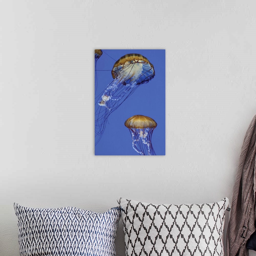 A bohemian room featuring Jellyfish I