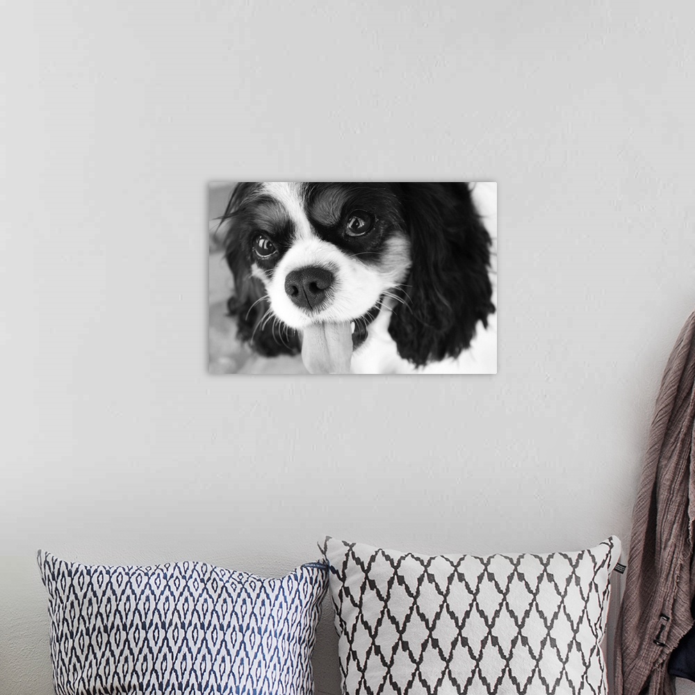 A bohemian room featuring King Charles Spaniel, Black and White