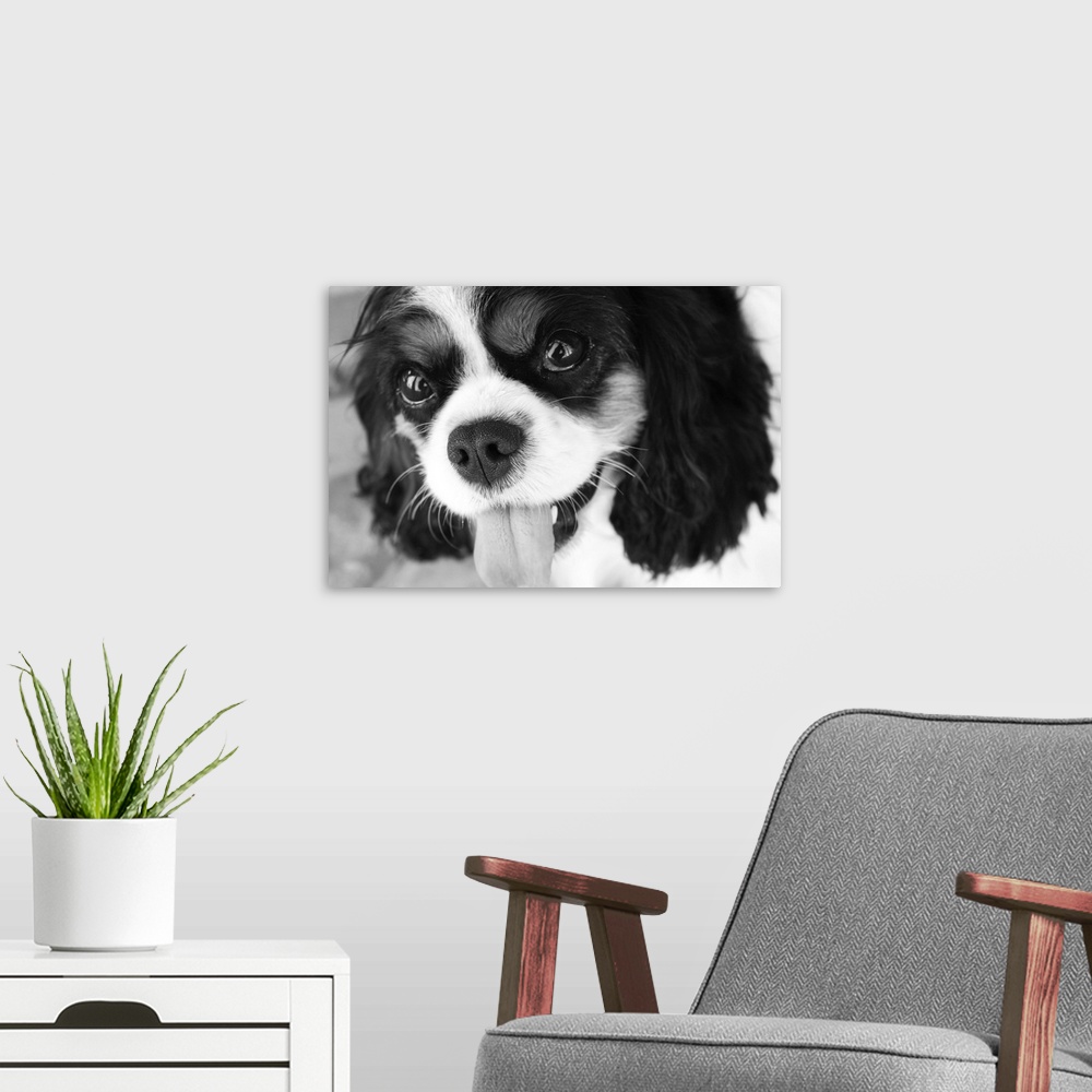 A modern room featuring King Charles Spaniel, Black and White