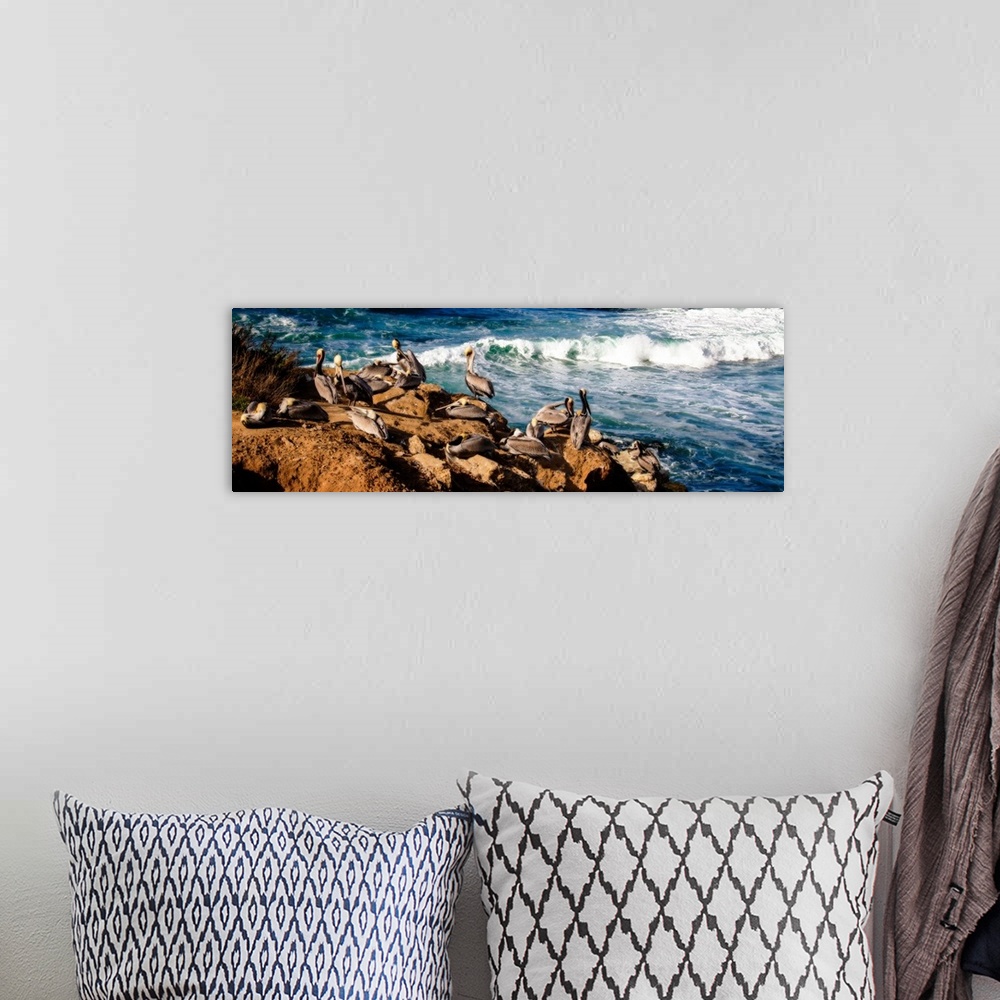 A bohemian room featuring Panoramic photograph of pelicans resting on rocks next to the ocean in La Jolla, California.