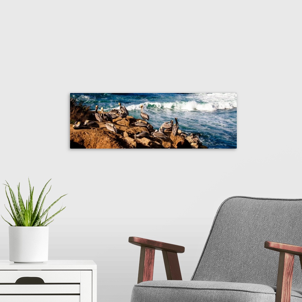 A modern room featuring Panoramic photograph of pelicans resting on rocks next to the ocean in La Jolla, California.