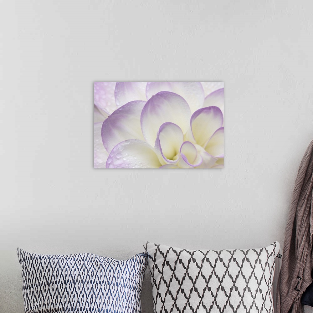 A bohemian room featuring Lavender Dahlia II