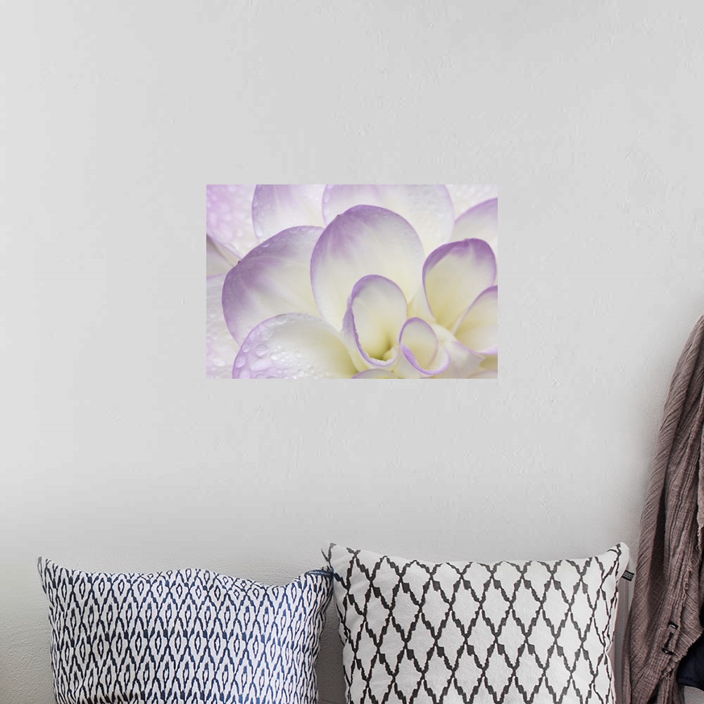 A bohemian room featuring Lavender Dahlia II