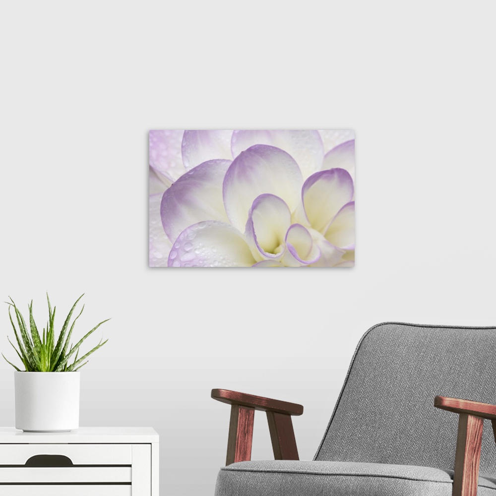 A modern room featuring Lavender Dahlia II