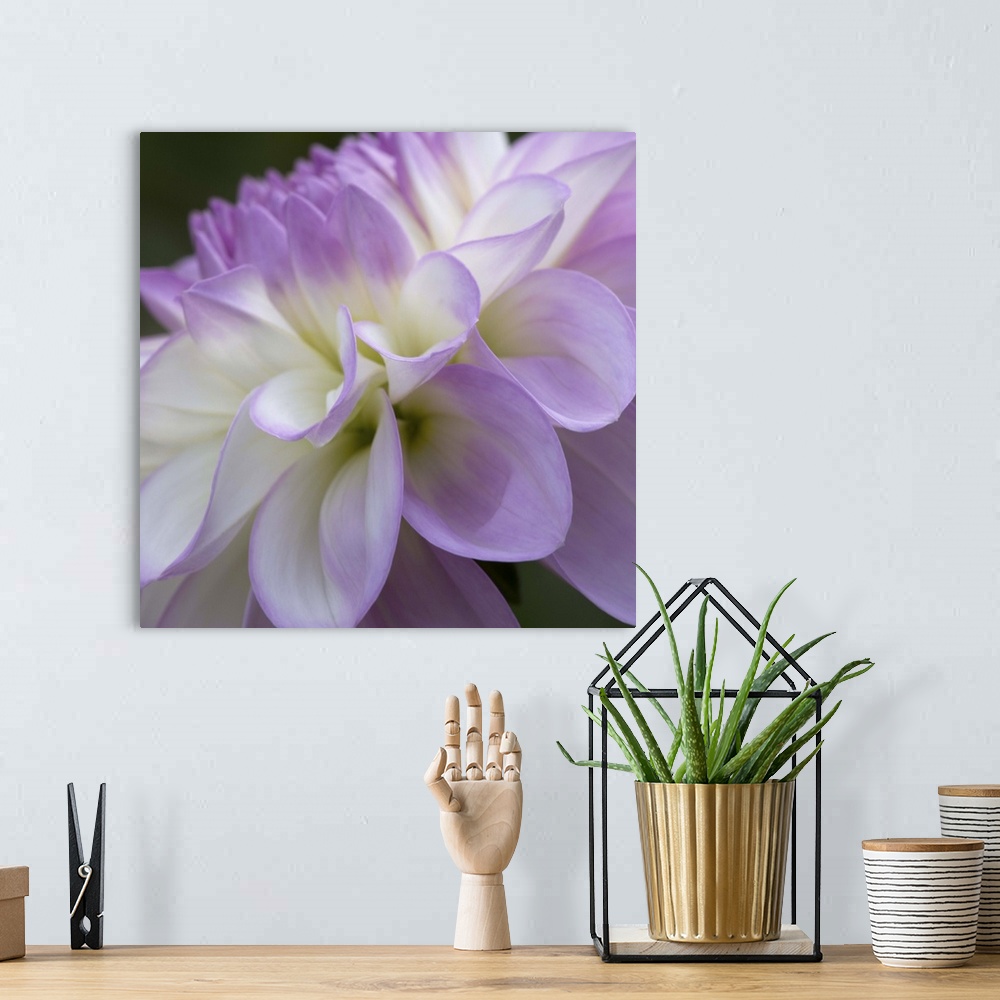 A bohemian room featuring Close up photo of the purple petals of a dahlia flower.