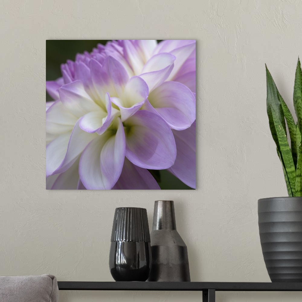 A modern room featuring Close up photo of the purple petals of a dahlia flower.