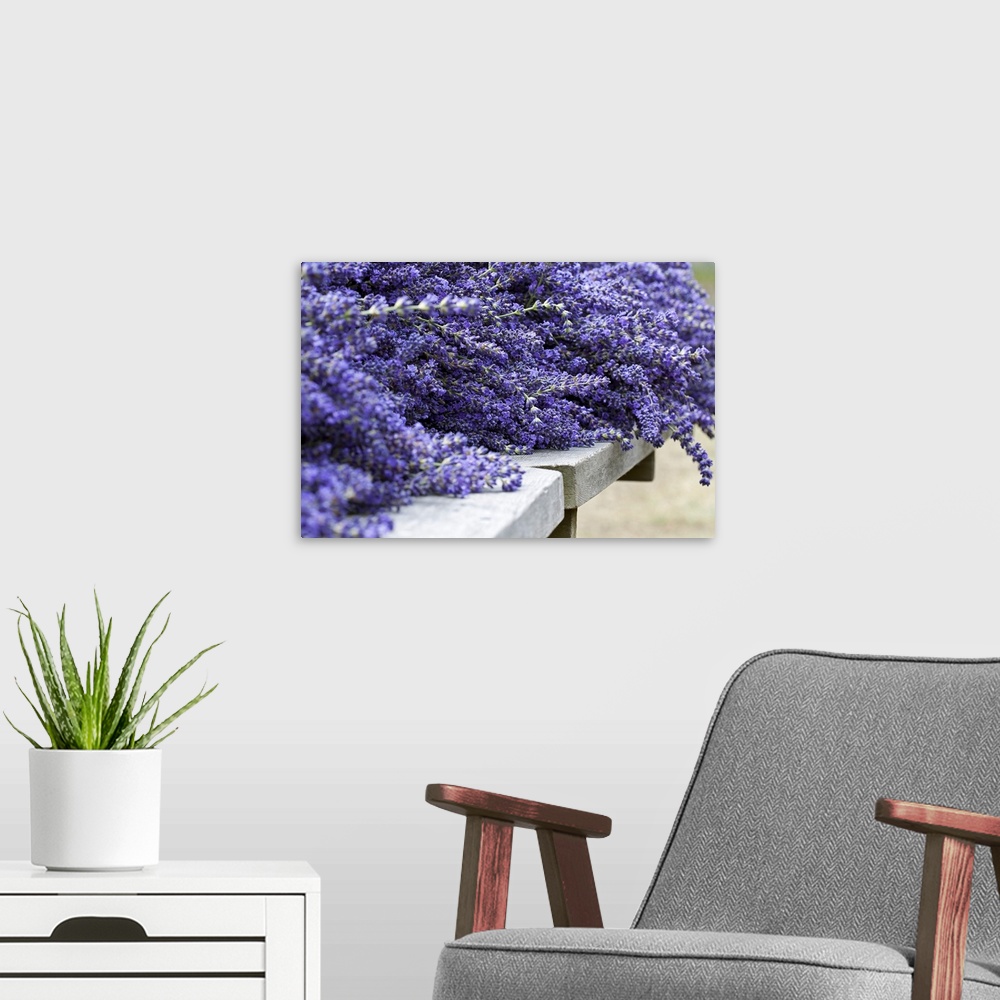 A modern room featuring Oversized close up horizontal photograph of a large bunch of lavender lying on a stone surface af...
