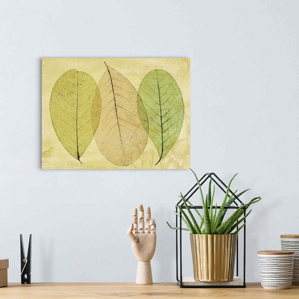 A bohemian room featuring Skeletonized leaves - composite image