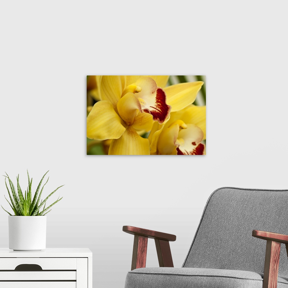 A modern room featuring Lemon Orchid II