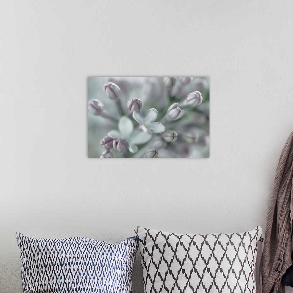 A bohemian room featuring Close up image of a lilac flower in subtle grey tones.