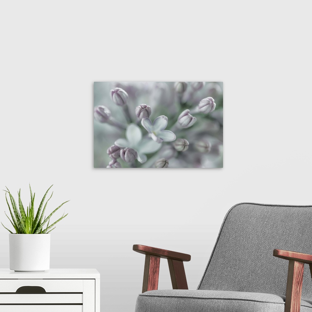 A modern room featuring Close up image of a lilac flower in subtle grey tones.