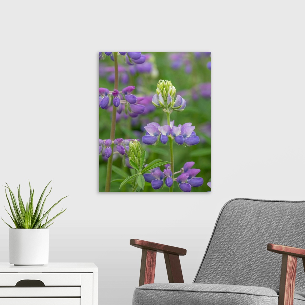 A modern room featuring Lupine blossoms - Washington, Beacon Rock State Park.