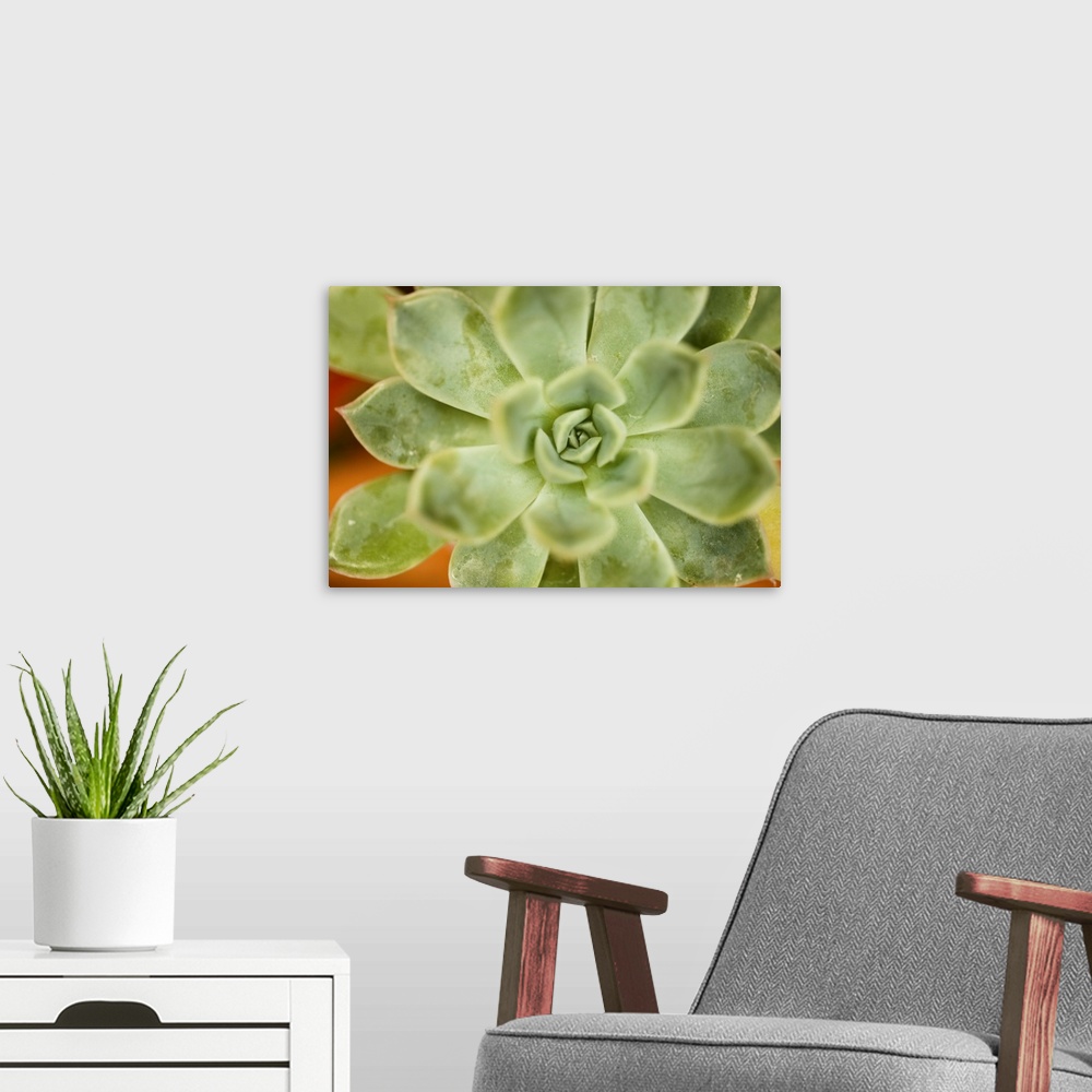 A modern room featuring Macro Succulent I