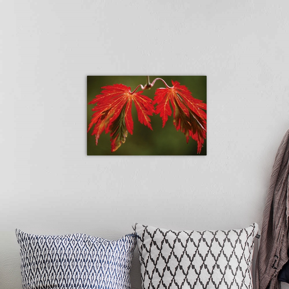A bohemian room featuring Maple Leaf Portrait 5
